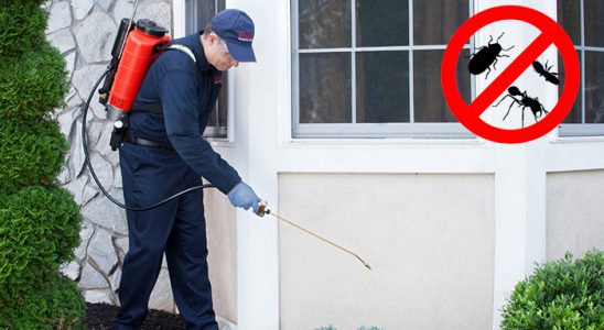 Alucra Tahtakurusu İlaçlama böcek ilaçlama ve haşere kontrolü — ilaclama-tr.com